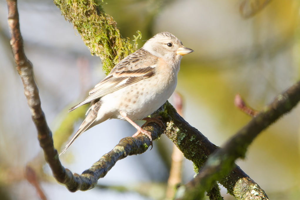 Brambling